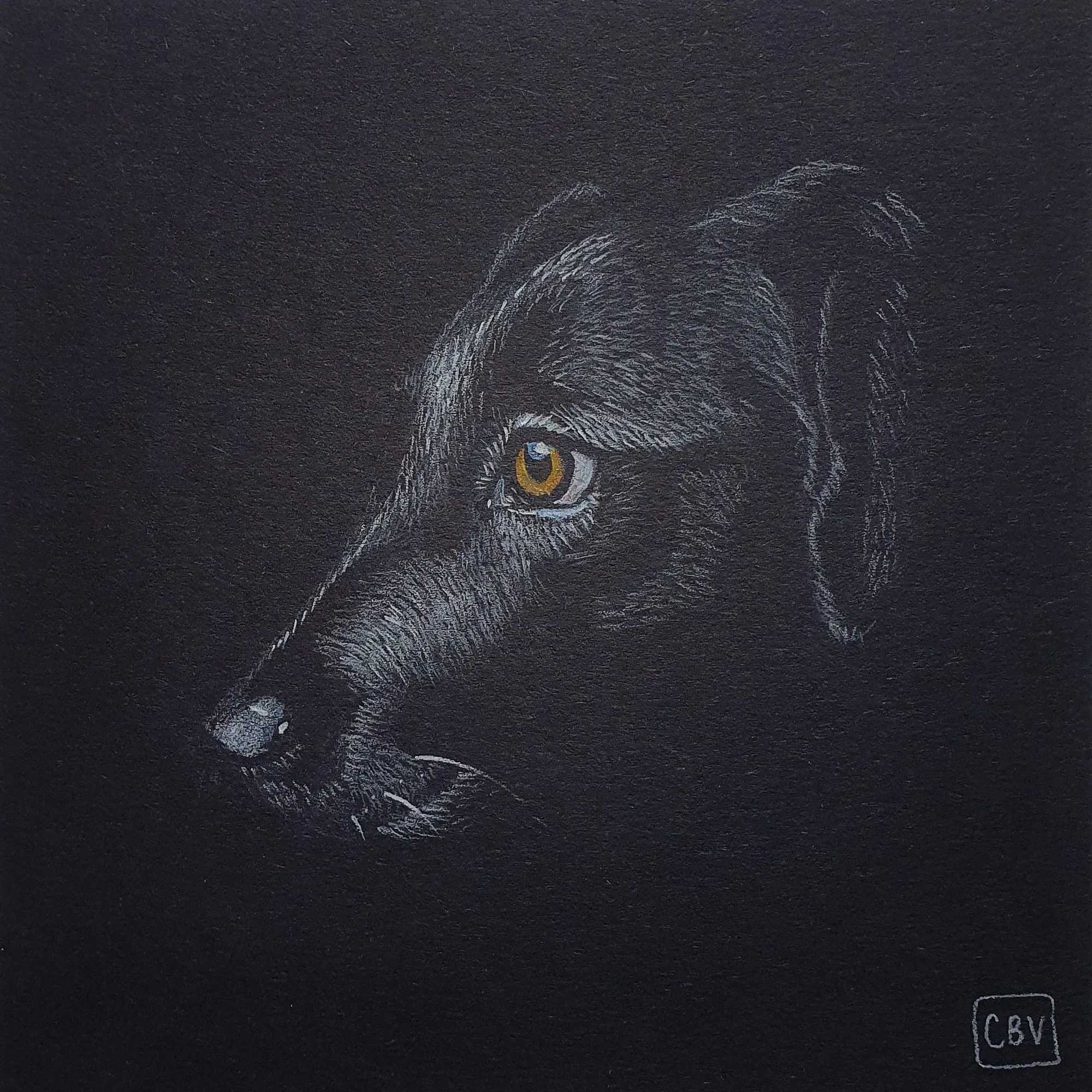 Der Kopf eines schwarzen Hundes im Profil, mit hellen Lichtern auf dem Fell und einem bernsteinfarbenen Auge, auf schwarzem Papier.